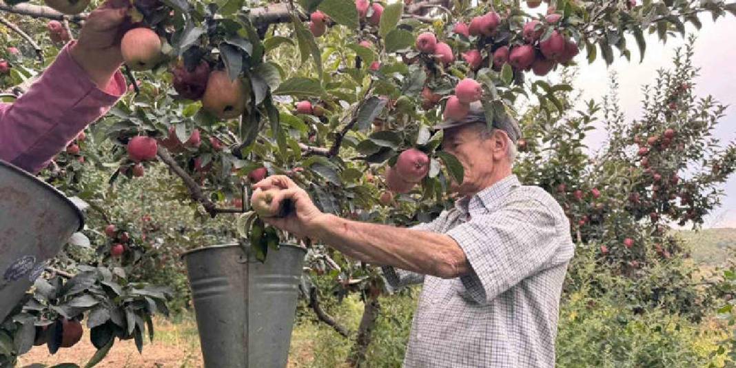 Bu ürün üreticisini güldürüyor, herkes görüyor! Kuraklık onları etkilemiyor verim coşuyor: Fiyatı bu yıl yükseliyor 4